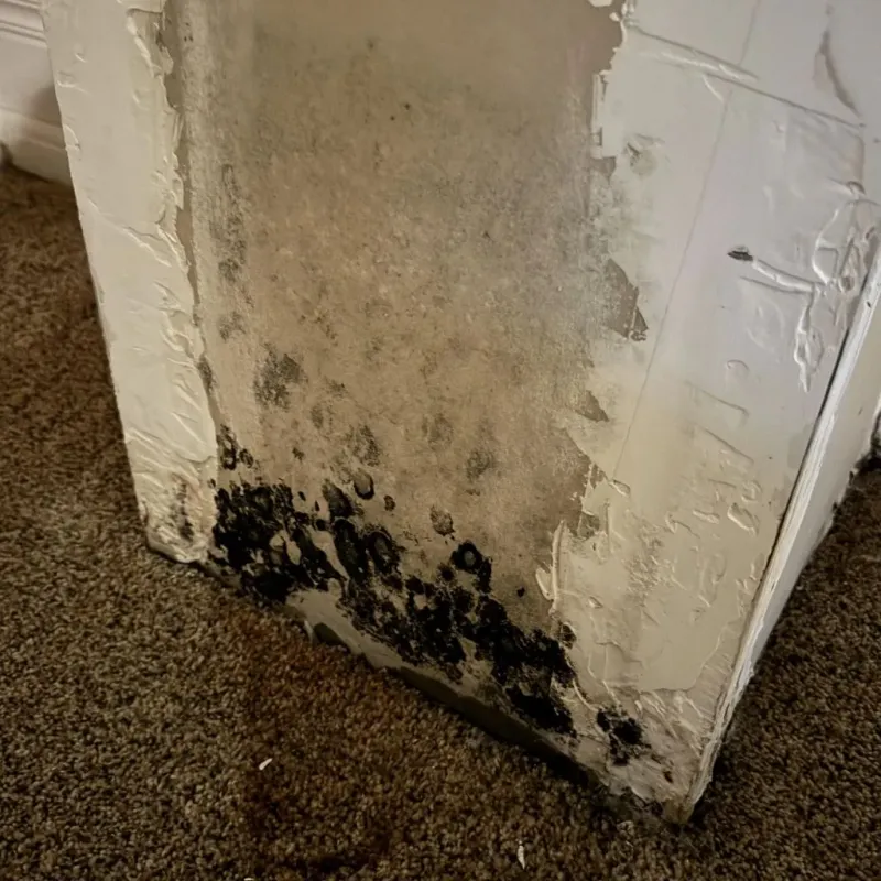 Professional Mold Removal in Three Oaks, FL